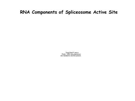 RNA Components of Spliceosome Active Site. S. cerevisiae - 4 RNAs -~80 proteins 66% RNA H. sapiens -5 RNAs (~400 nt) -80-100 proteins 5% RNA Complex RNA.