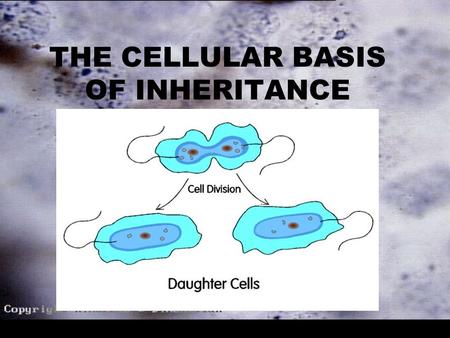 THE CELLULAR BASIS OF INHERITANCE