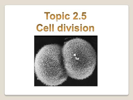 2.5.1 Cell Cycle 2.5.2 Uncontrolled cell division: tumour cells The cell division cycle is regulated in a number of ways. Certain agents can damage these.