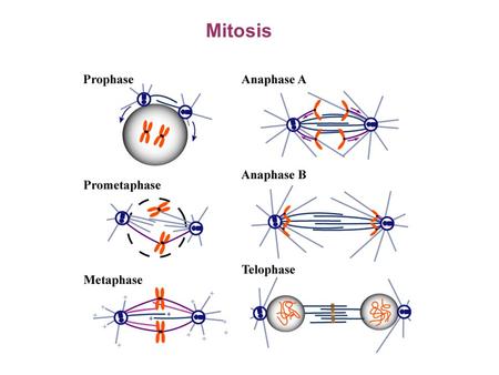 Mitosis. Microtubules and Motors: MT polymer ratchets and motor proteins. F ~ 1-10pN F ~1-50pN.