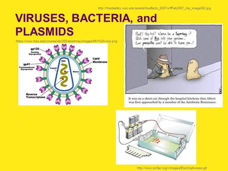 VIRUSES, BACTERIA, and PLASMIDS https://www.msu.edu/course/isb/202/ebertmay/images/HIV%20virus.png