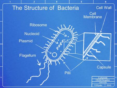 GRAM Negative The Structure of Bacteria Cell Membrane Pilli 12456 EuKaryote Salmonella T.DEjulio2010 Plasmid Ribosome Flagellum Capsule Nucleoid Cell Wall.