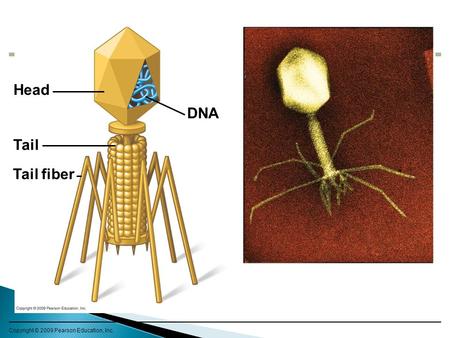 Copyright © 2009 Pearson Education, Inc. Head Tail fiber DNA Tail.