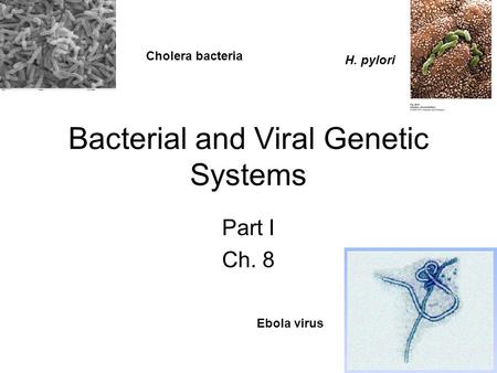 Bacterial and Viral Genetic Systems Part I Ch. 8 Ebola virus Cholera bacteria H. pylori.