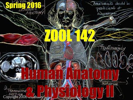 ZOOL 142 Human Anatomy & Physiology II Spring 2016.