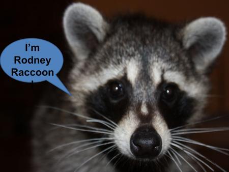 I’m Rodney Raccoon !. While its diet in spring and early summer consists mostly of insects, worms, and other animals already available early.