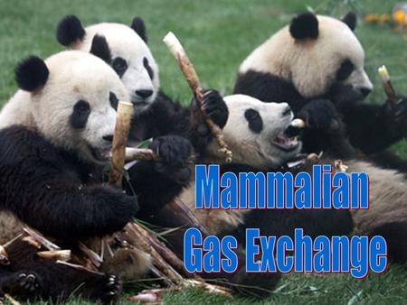 Mammalian Gas Exchange.