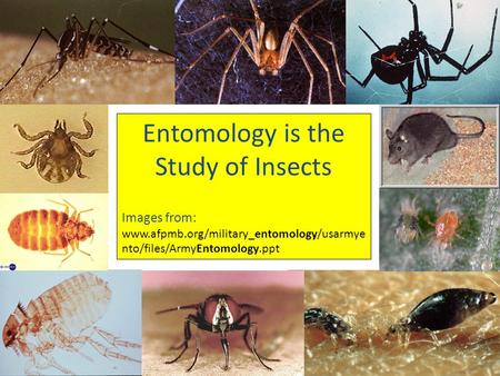 Entomology is the Study of Insects Images from: www.afpmb.org/military_entomology/usarmye nto/files/ArmyEntomology.ppt.