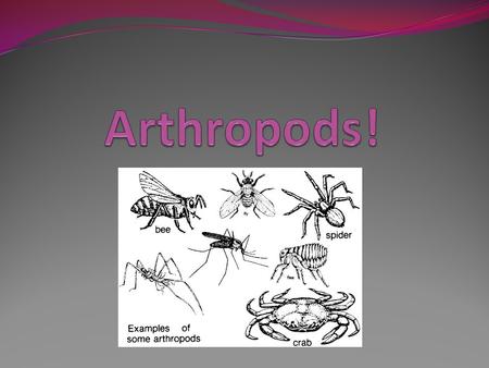 Arthropods: Arthropods constitute over 90% of the animal kingdom. ***First phylum to have joints*** The word Arthropod literally means jointed legs. ***First.