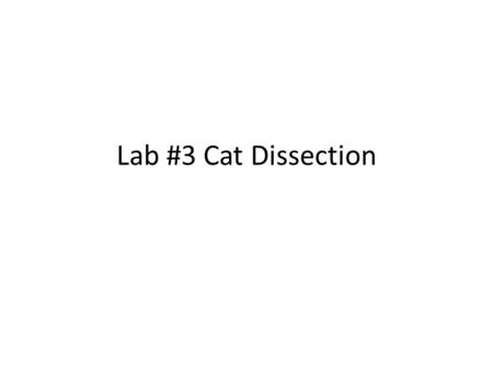 Lab #3 Cat Dissection. Cats vs. Humans Differences – Gluteal Muscles – Deltoids – Trapezius.