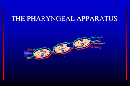 THE PHARYNGEAL APPARATUS