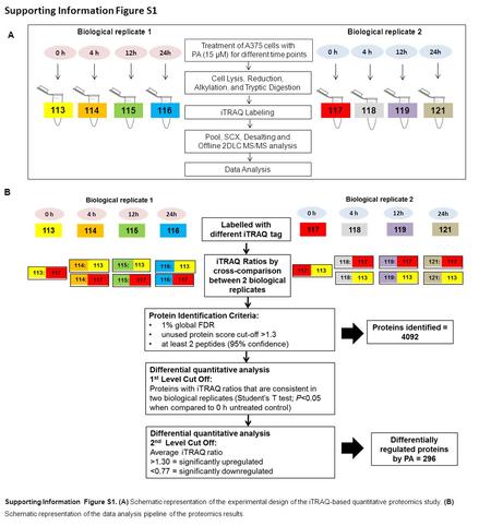 Treatment of A375 cells with PA (15 μM) for different time points iTRAQ Labeling Pool, SCX, Desalting and Offline 2DLC MS/MS analysis Cell Lysis, Reduction,