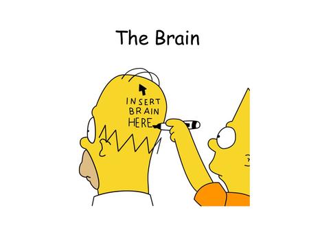 The Brain. Made up of neurons 23 billion nerve cells and 300 trillion synapses Glial cells – support, nourish (soma) and protect interneurons (provide.