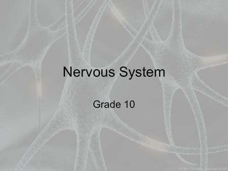 Nervous System Grade 10. What is the Nervous System? In the simplest form, the nervous system is an organ system specifically designed to sense the environment.