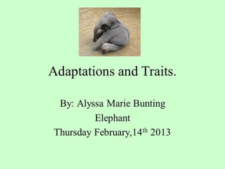 Adaptations and Traits. By: Alyssa Marie Bunting Elephant Thursday February,14 th 2013.