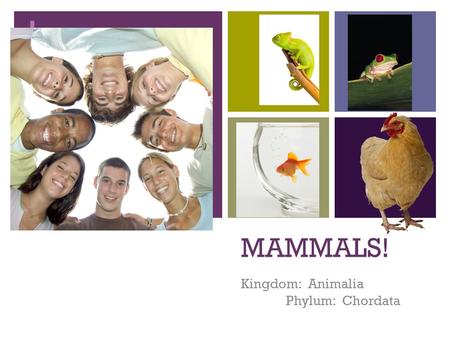 Kingdom: Animalia Phylum: Chordata