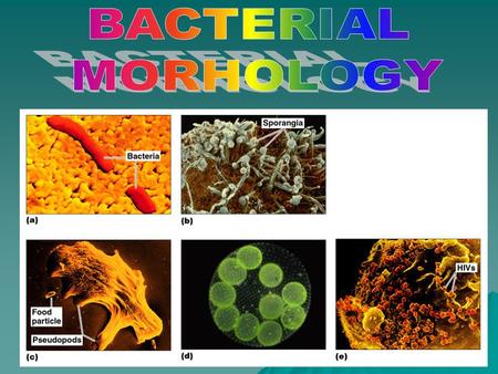 BACTERIAL MORHOLOGY.