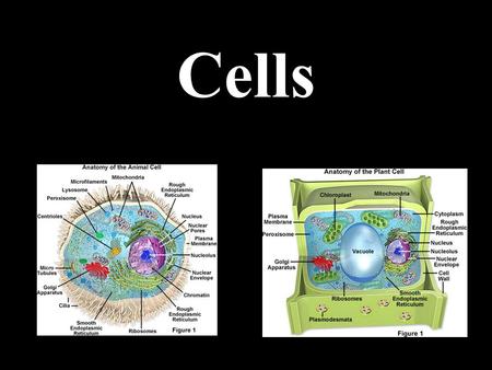 Cells. Cell Theory All living things are made of cells Cells are the basic units of structure, function and physiology in living things Living cells can.