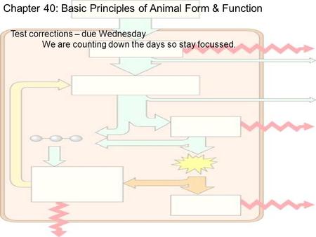 Chapter 40: Basic Principles of Animal Form & Function Test corrections – due Wednesday We are counting down the days so stay focussed.