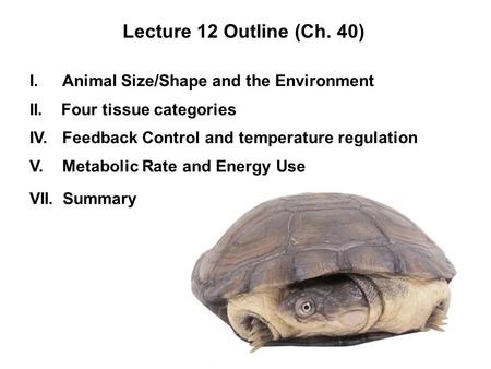 I.Animal Size/Shape and the Environment II. Four tissue categories IV.Feedback Control and temperature regulation V.Metabolic Rate and Energy Use VII.