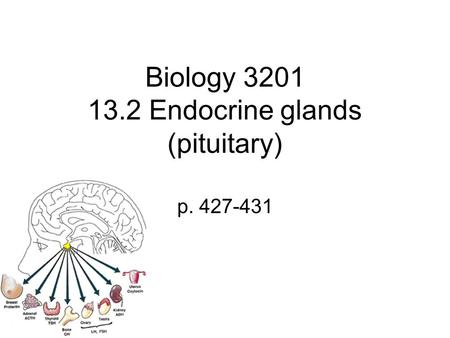 Biology 3201 13.2 Endocrine glands (pituitary) p. 427-431.