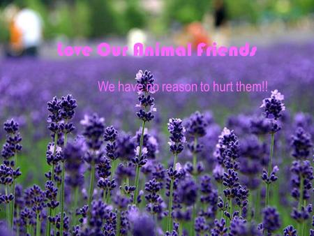 Love Our Animal Friends We have no reason to hurt them!!