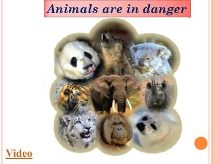 Video Animals are in danger. Tiger Mountain gorilla Polar bear Blue whale Panda Rhino African elephant Koala 5000-7500 650 40.000-80.000 600.000 1000.