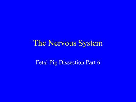 The Nervous System Fetal Pig Dissection Part 6.