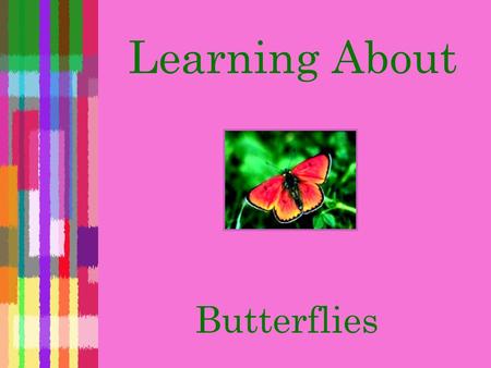 Learning About Butterflies  An insect  Has wings that it uses to fly  Similar to a moth but not the same What is a butterfly?