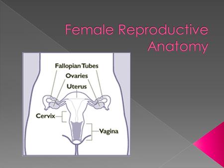  Primary female sex organ  Produce hormones  the Estrogens  Progesterone  Ovarian Follicles (in ovarian cortex):  Contain oocytes (immature sex.