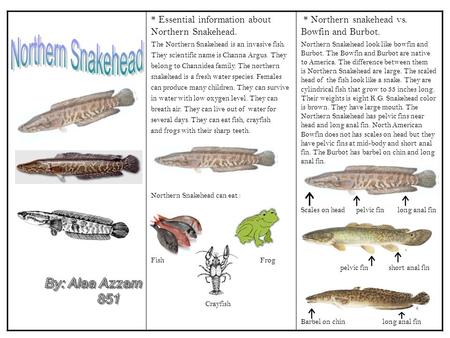 Northern Snakehead By: Alaa Azzam 851