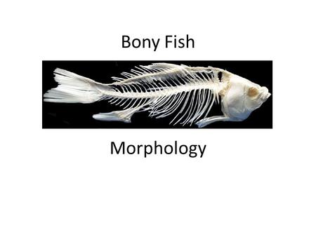 Bony Fish Morphology.