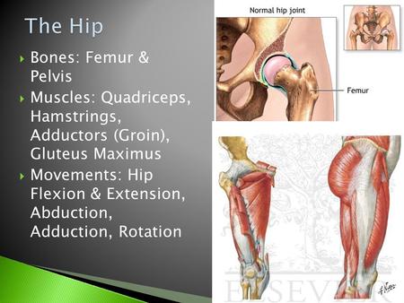  Bones: Femur & Pelvis  Muscles: Quadriceps, Hamstrings, Adductors (Groin), Gluteus Maximus  Movements: Hip Flexion & Extension, Abduction, Adduction,