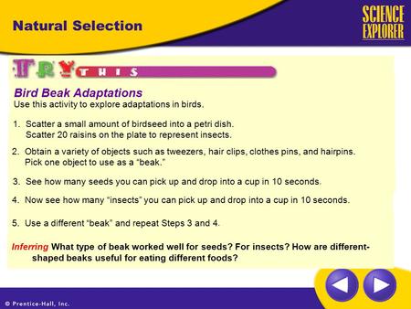 Natural Selection Inferring What type of beak worked well for seeds? For insects? How are different- shaped beaks useful for eating different foods? Bird.