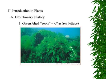 II. Introduction to Plants A. Evolutionary History 1. Green Algal “roots” – Ulva (sea lettuce)