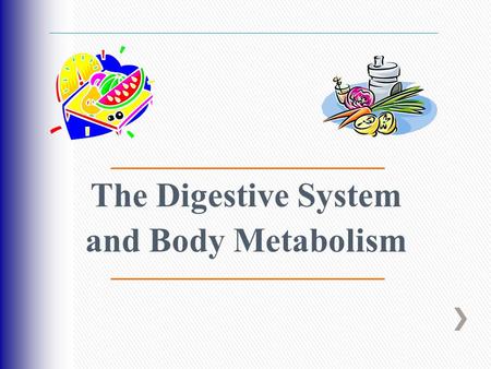 The Digestive System and Body Metabolism