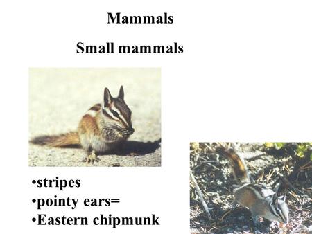 Mammals Small mammals stripes pointy ears= Eastern chipmunk.