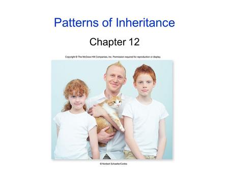 Patterns of Inheritance Chapter 12. 2 Early Ideas of Heredity Before the 20 th century, 2 concepts were the basis for ideas about heredity: -heredity.