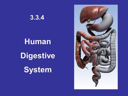 Human Digestive System