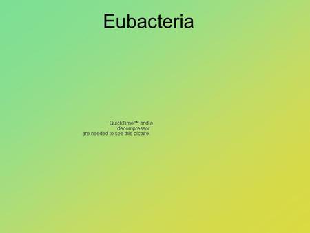 Eubacteria. Structure 1 - Rigid cell wall: provides shape & protects cell 2 - No membrane-bound organelles = prokaryotes (do have ribosomes) 3 - Plasmids: