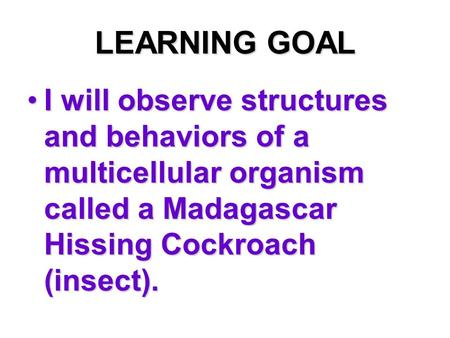 LEARNING GOAL I will observe structures and behaviors of a multicellular organism called a Madagascar Hissing Cockroach (insect).I will observe structures.