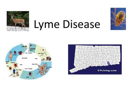 Lyme Disease. Lyme disease is caused by the bacterium Borrelia burgdorferi. spirochetalspirochetal bacteriabacteria.