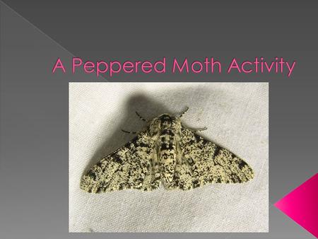  There are two major varieties of peppered moths, a light-colored variety and a dark-colored variety. These moths are active at night and rest on trees.