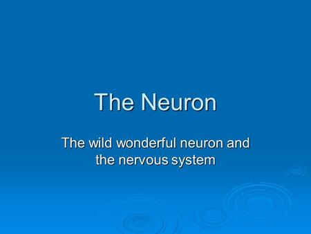 The Neuron The wild wonderful neuron and the nervous system.