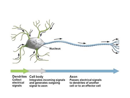 Nucleus Dendrites Collect electrical signals Cell body Integrates incoming signals and generates outgoing signal to axon Axon Passes electrical signals.