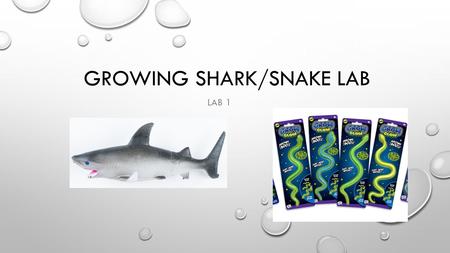 GROWING SHARK/SNAKE LAB LAB 1. OBJECTIVES HONE MEASURING SKILLS MASTER THE USE OF BALANCES, CALIPERS, AND RULERS ACCURATELY MEASURE AND RECORD CHANGES.