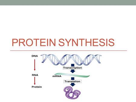 Protein Synthesis.