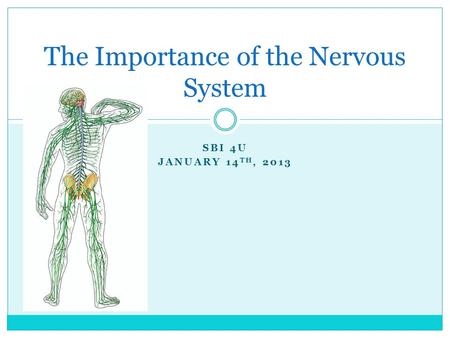 SBI 4U JANUARY 14 TH, 2013 The Importance of the Nervous System.