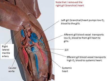 Left gill (branchial) heart pumps low O 2 blood to the gills Afferent gill blood vessel transports low O 2 blood to from gill heart to gills. Efferent.