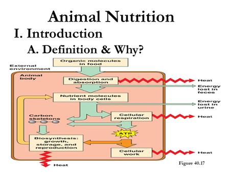 I. Introduction Animal Nutrition A. Definition & Why? Figure 40.17.